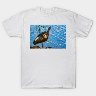 Grooming American Ibis T-Shirt